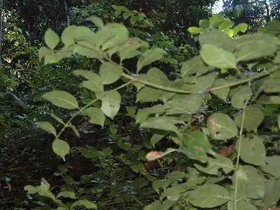 ボリビア・アマゾンの植物