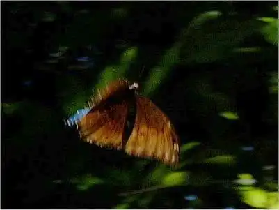 ボリビアのジャングルのモルフォ蝶