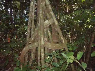 ボリビア・アマゾンの植物