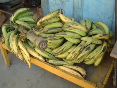 ボリビアの調理用バナナ、プラタノ
